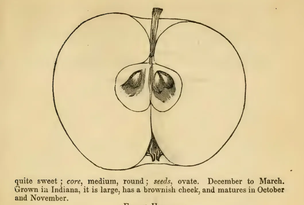 Illustration from Elliott, The Western Fruit Book (1865)
