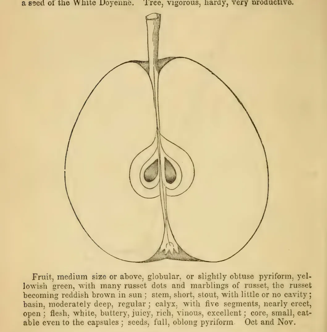 Illustration from Elliott, The Western Fruit Book (1865)