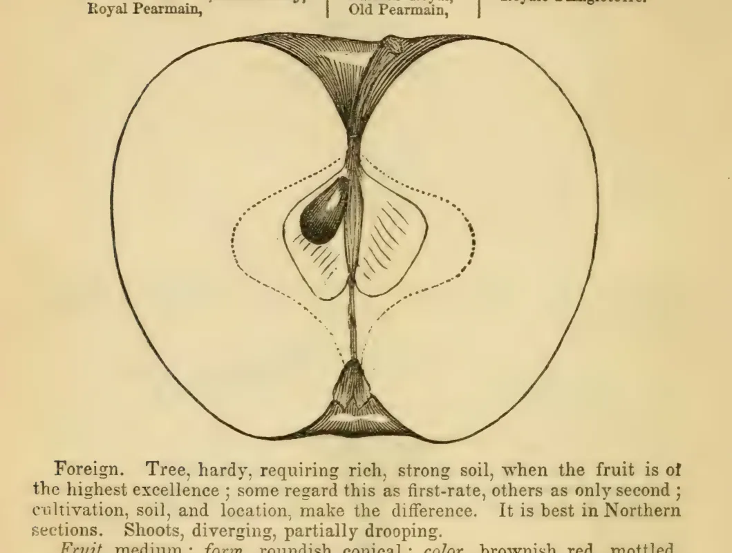 Illustration from Elliott, The Western Fruit Book (1865)