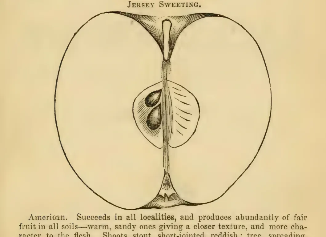 Illustration from Elliott, The Western Fruit Book (1865)