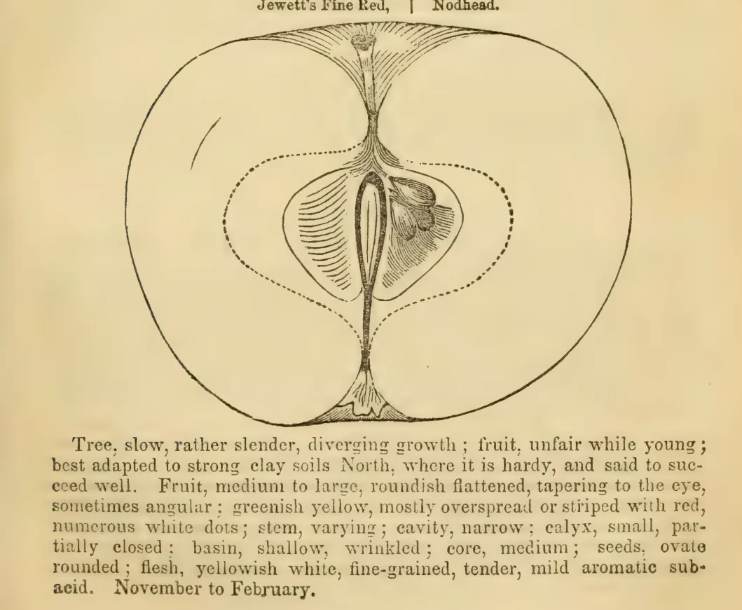 Illustration from Elliott, The Western Fruit Book (1865)