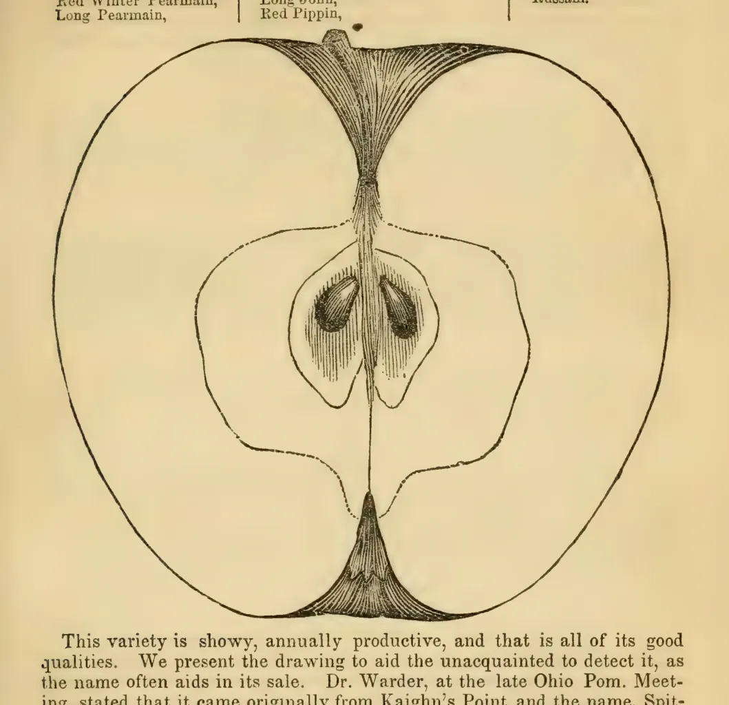 Illustration from Elliott, The Western Fruit Book (1865)