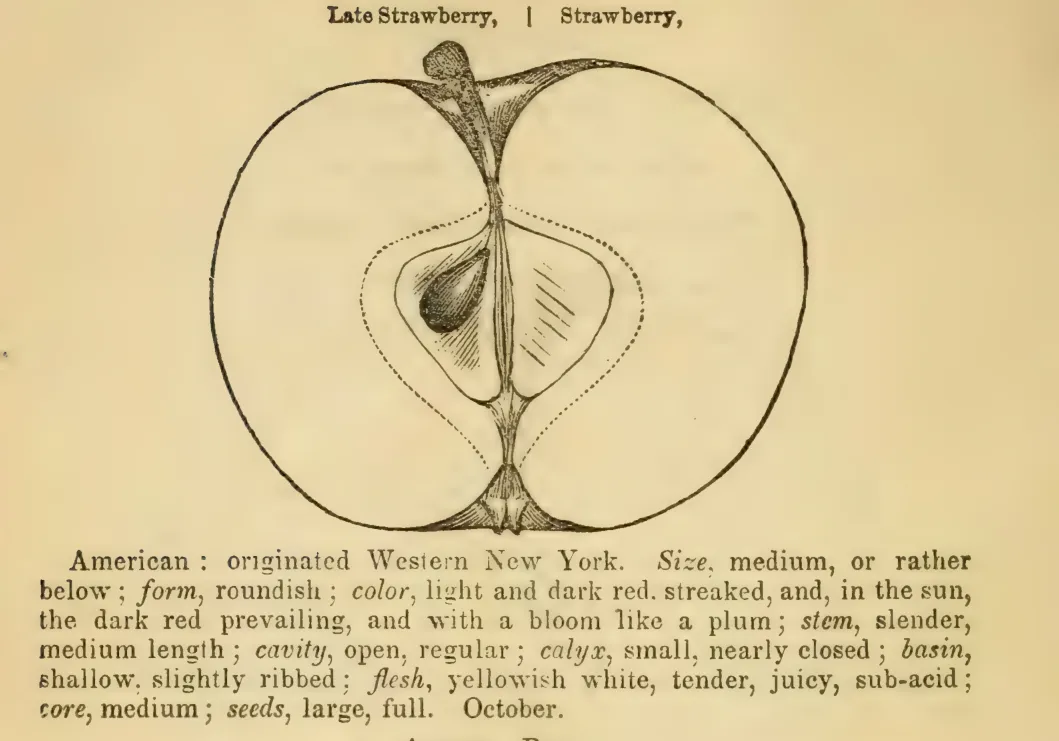Illustration from Elliott, The Western Fruit Book (1865)