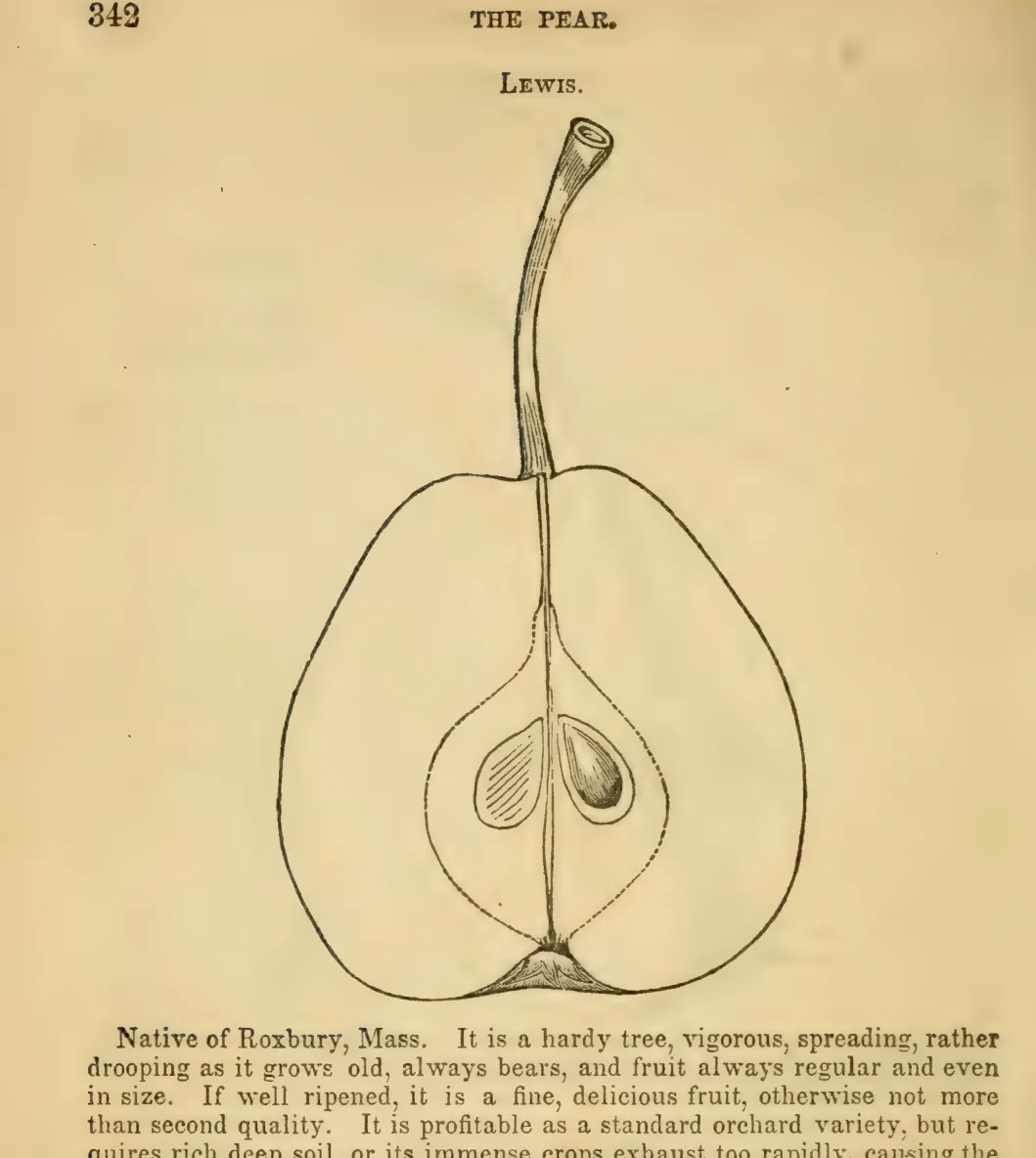 Illustration from Elliott, The Western Fruit Book (1865)