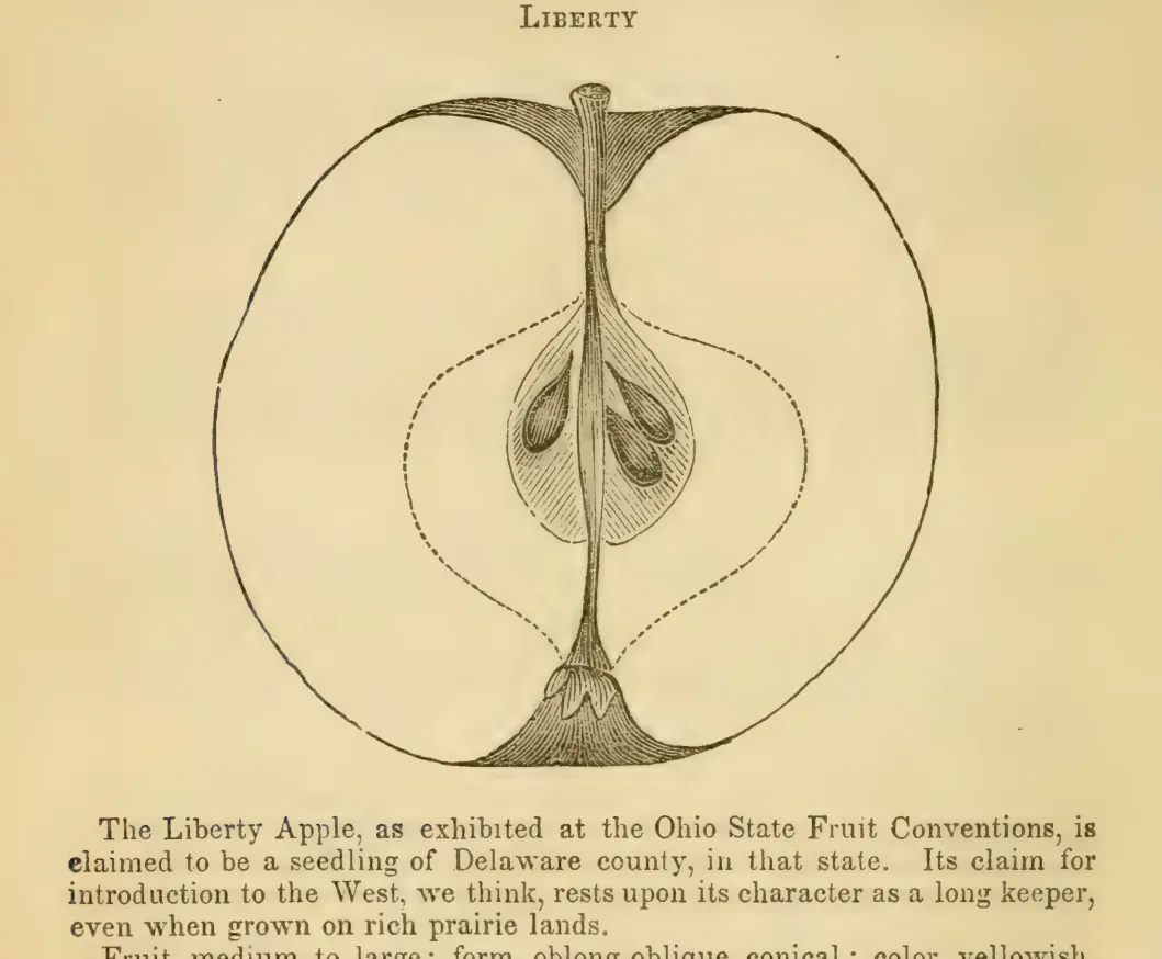 Illustration from Elliott, The Western Fruit Book (1865)