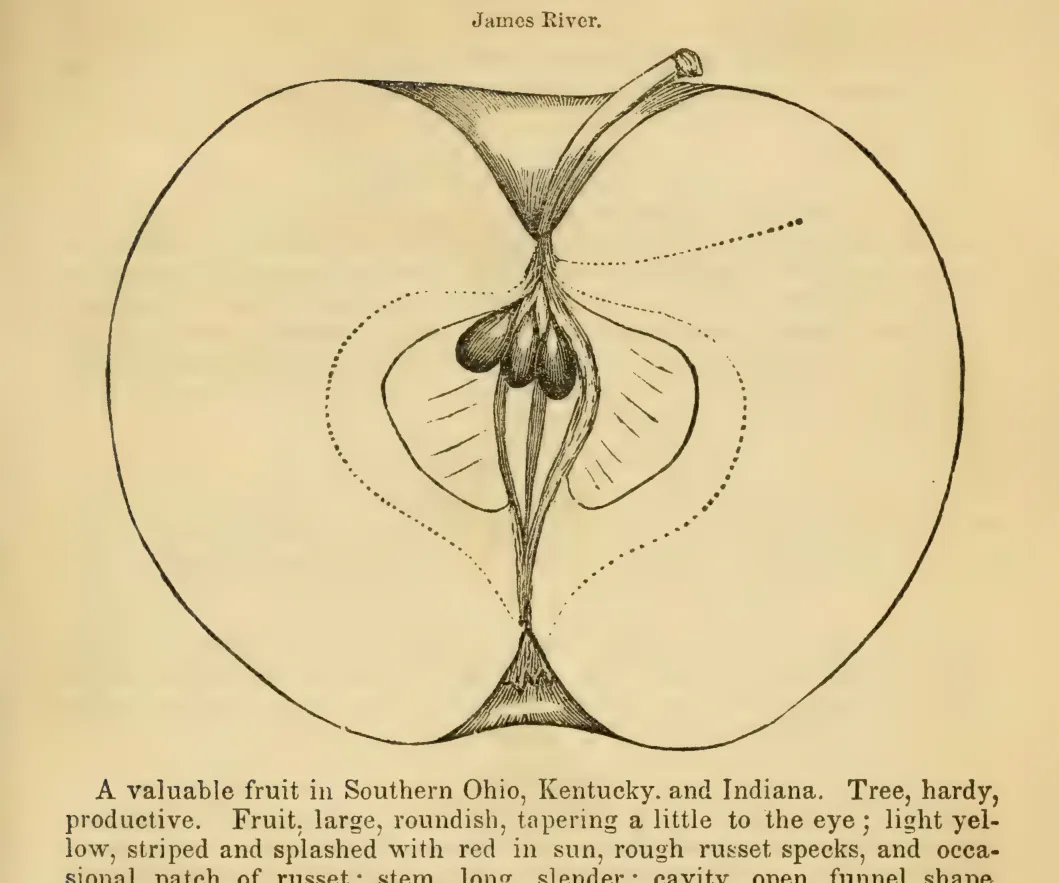 Illustration from Elliott, The Western Fruit Book (1865)