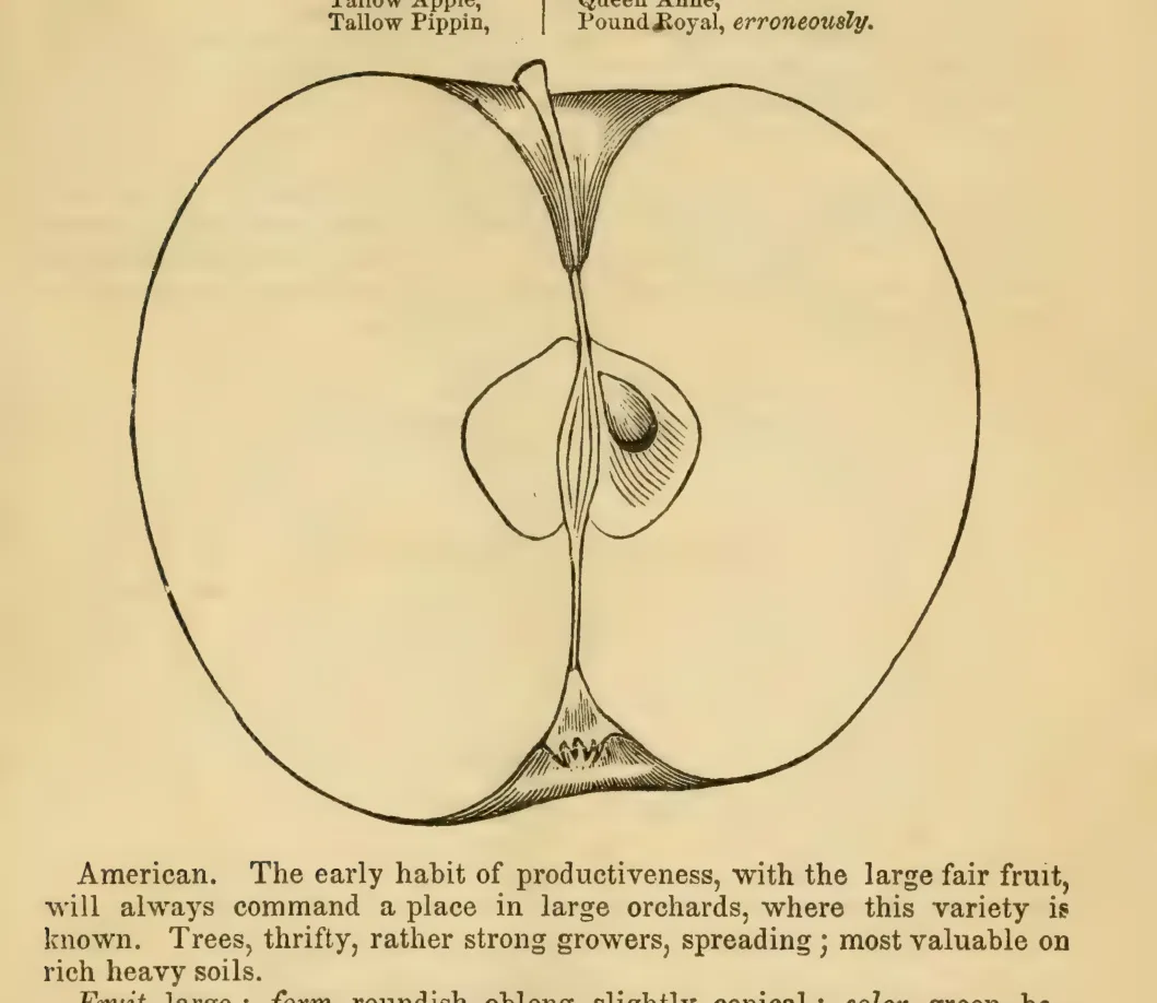 Illustration from Elliott, The Western Fruit Book (1865)