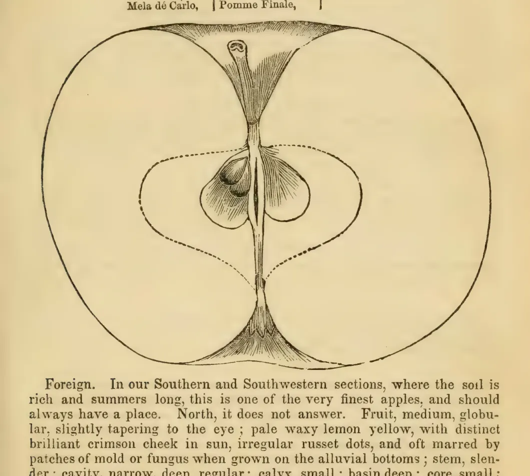 Illustration from Elliott, The Western Fruit Book (1865)
