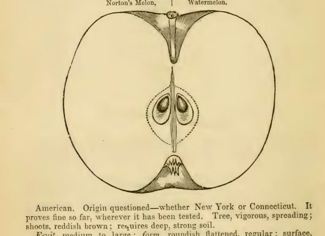 Illustration from Elliott, The Western Fruit Book (1865)