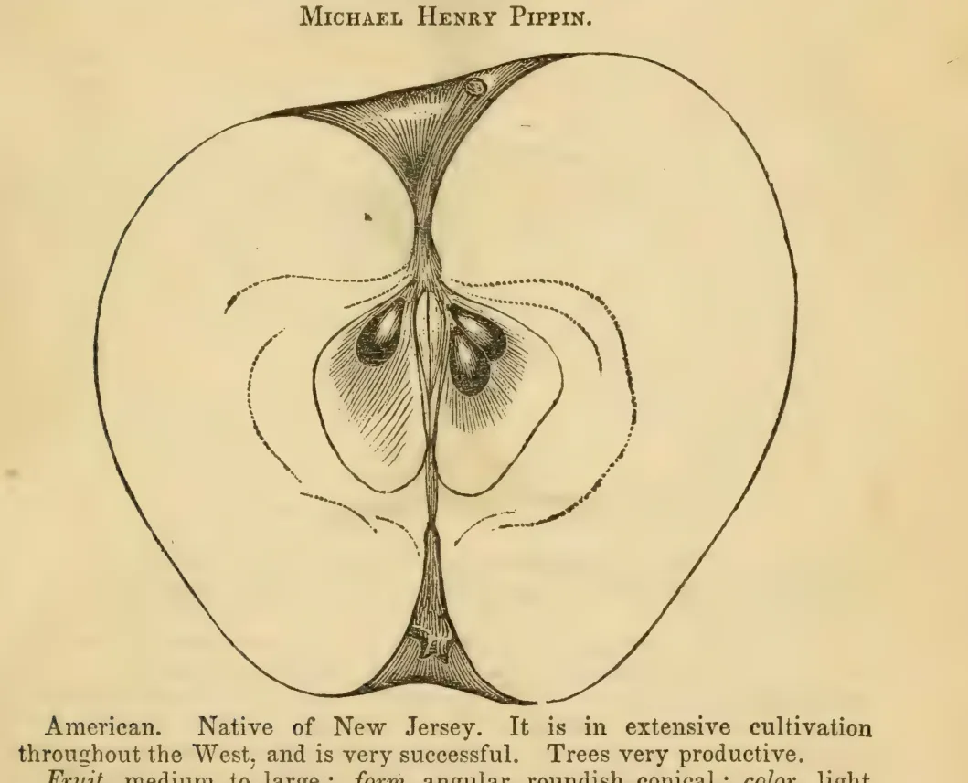 Illustration from Elliott, The Western Fruit Book (1865)