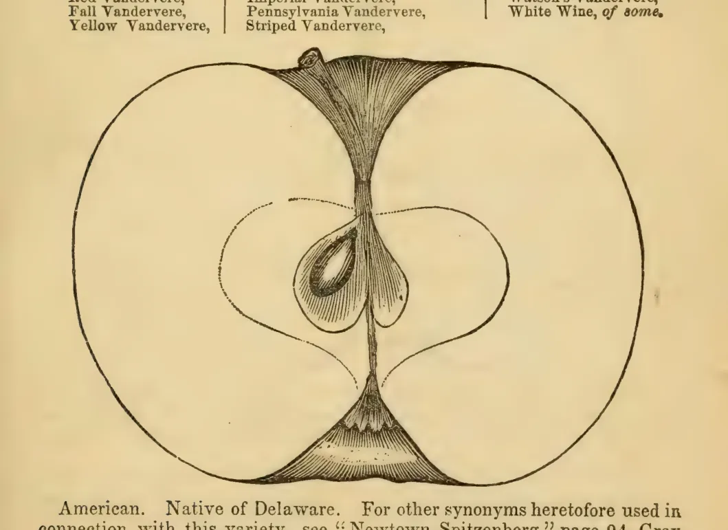 Illustration from Elliott, The Western Fruit Book (1865)