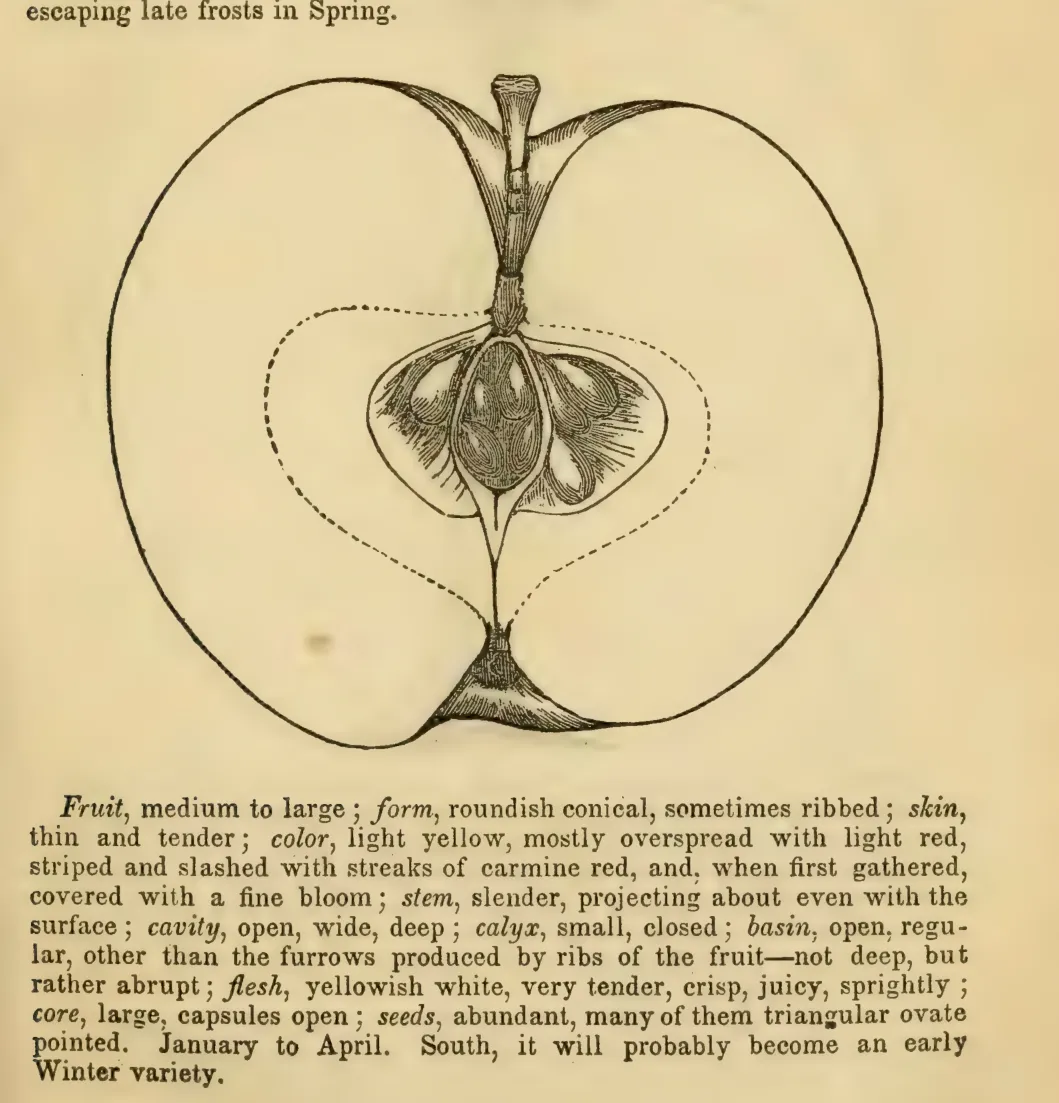 Illustration from Elliott, The Western Fruit Book (1865)