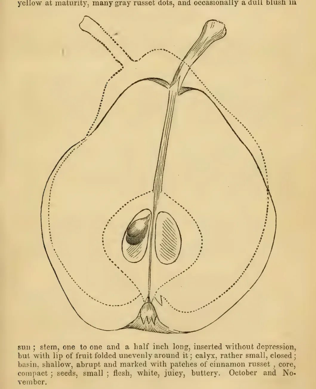 Illustration from Elliott, The Western Fruit Book (1865)