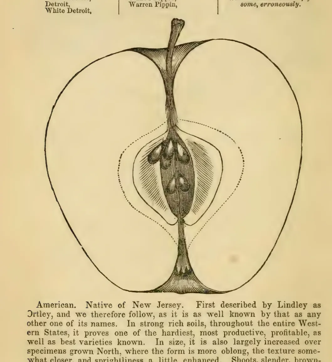 Illustration from Elliott, The Western Fruit Book (1865)