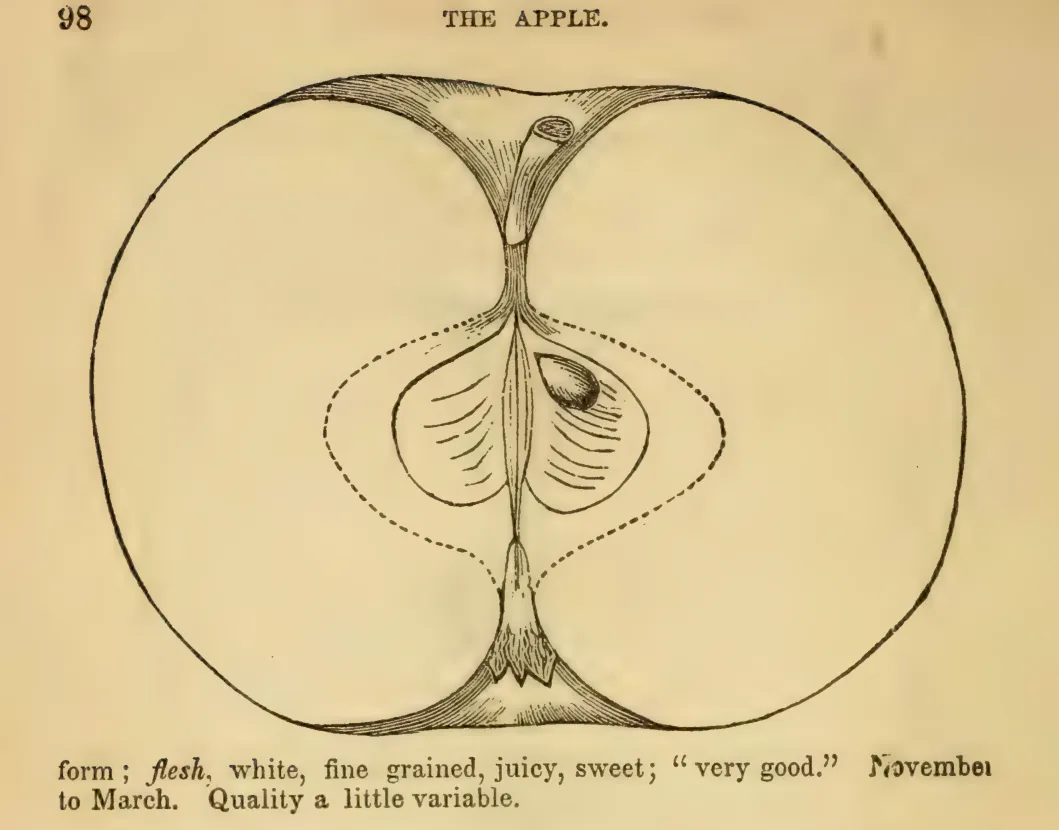 Illustration from Elliott, The Western Fruit Book (1865)