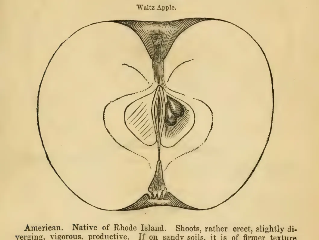 Illustration from Elliott, The Western Fruit Book (1865)