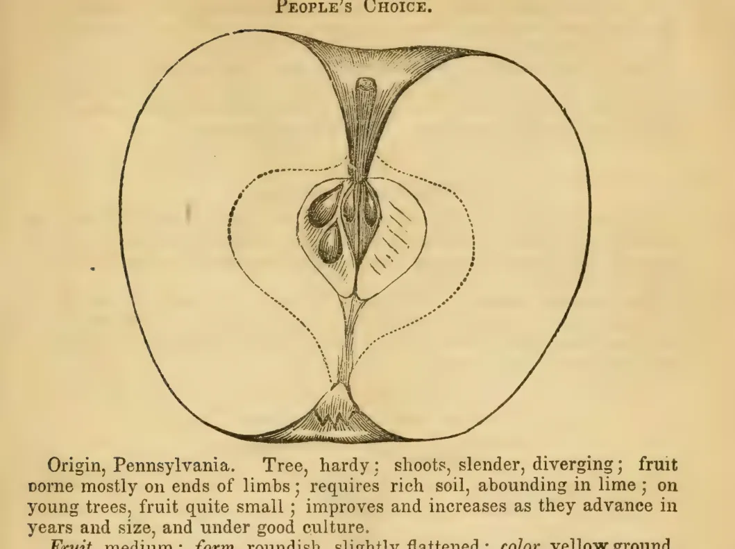 Illustration of People's Choice
