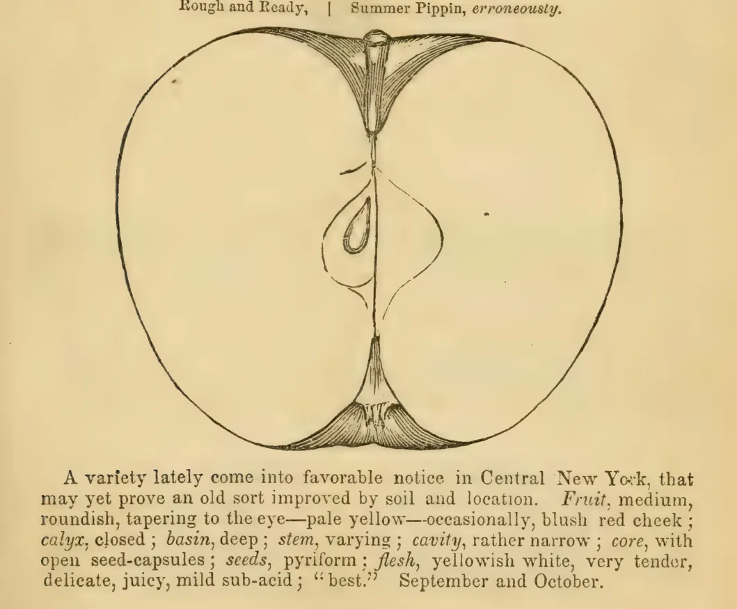 Illustration from Elliott, The Western Fruit Book (1865)