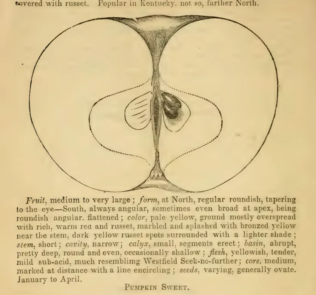 Illustration from Elliott, The Western Fruit Book (1865)