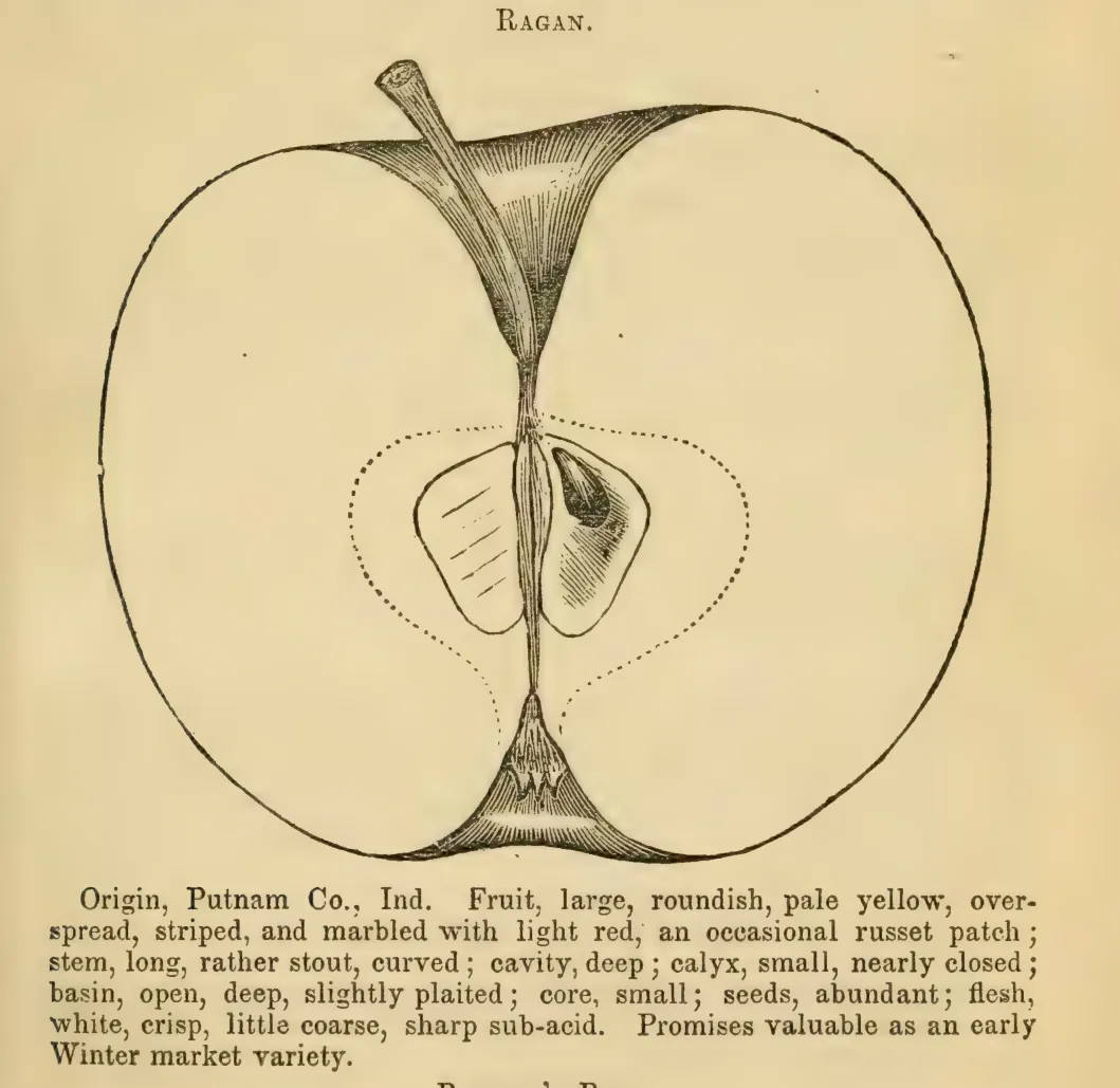 Illustration of Ragan
