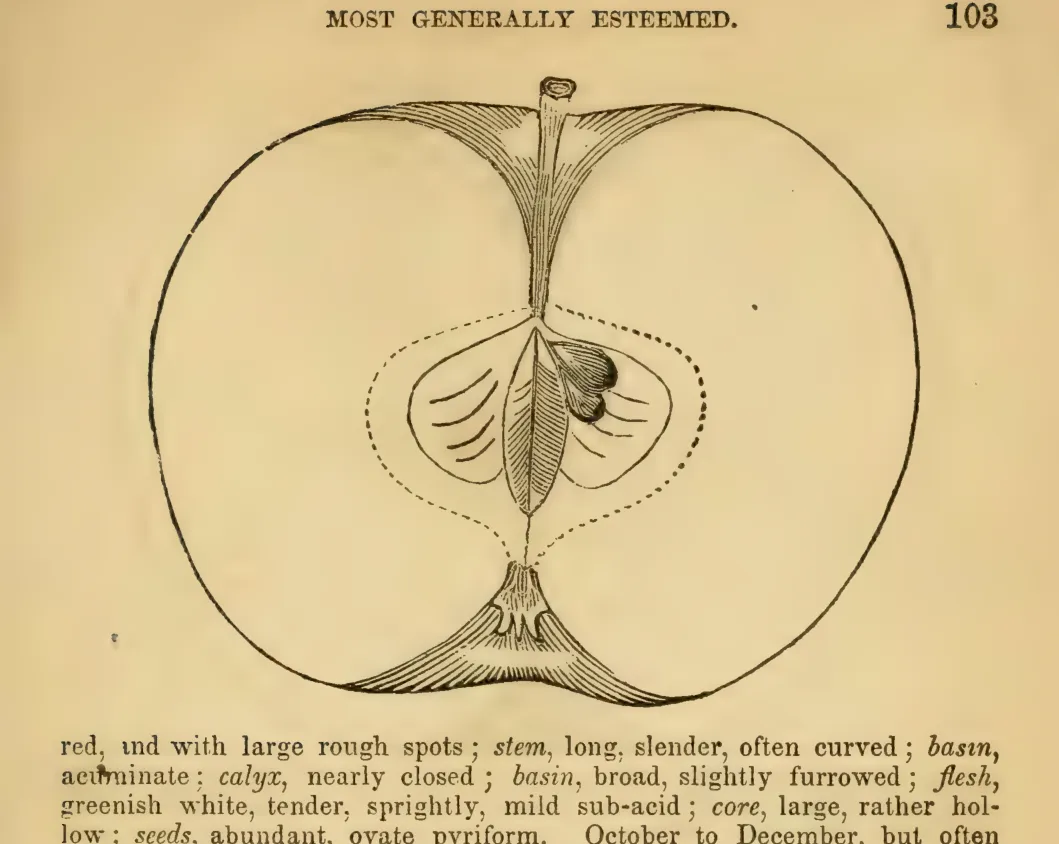 Illustration from Elliott, The Western Fruit Book (1865)