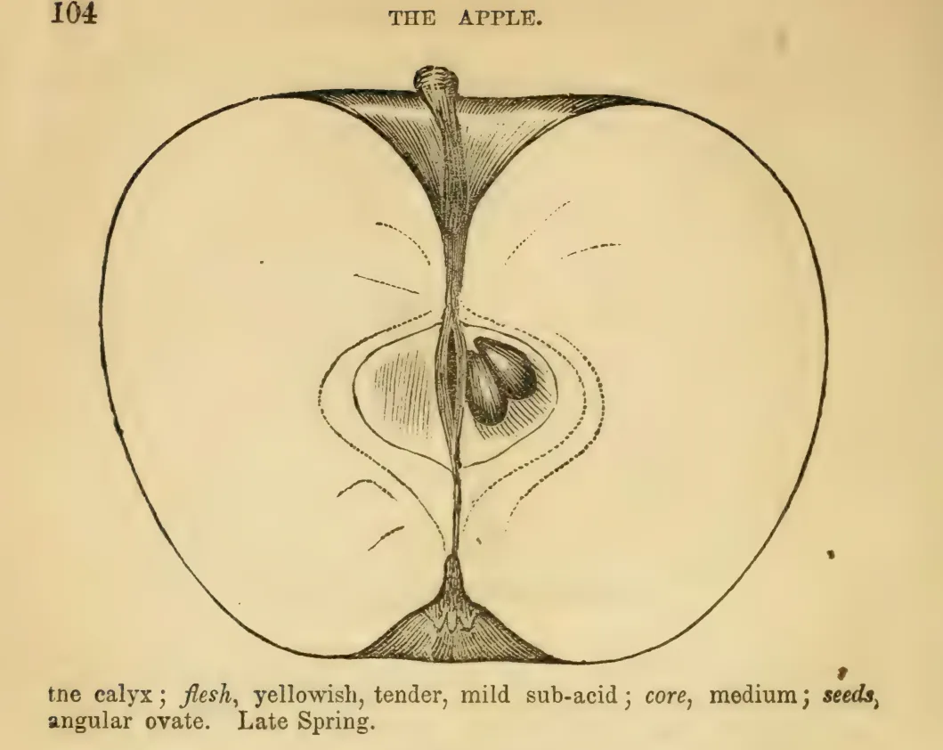 Illustration from Elliott, The Western Fruit Book (1865)
