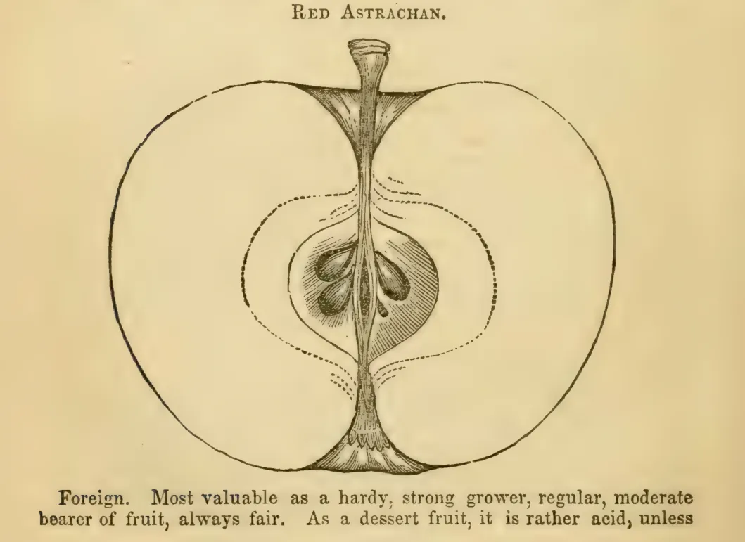 Illustration from Elliott, The Western Fruit Book (1865)