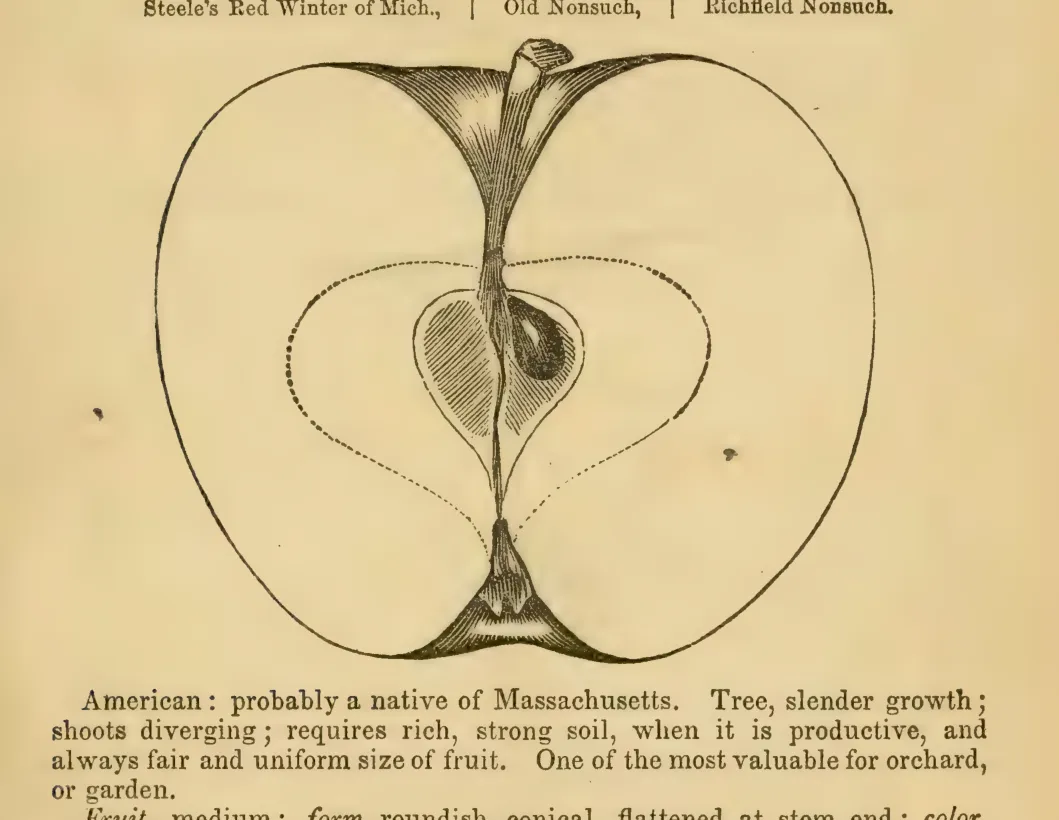 Illustration from Elliott, The Western Fruit Book (1865)