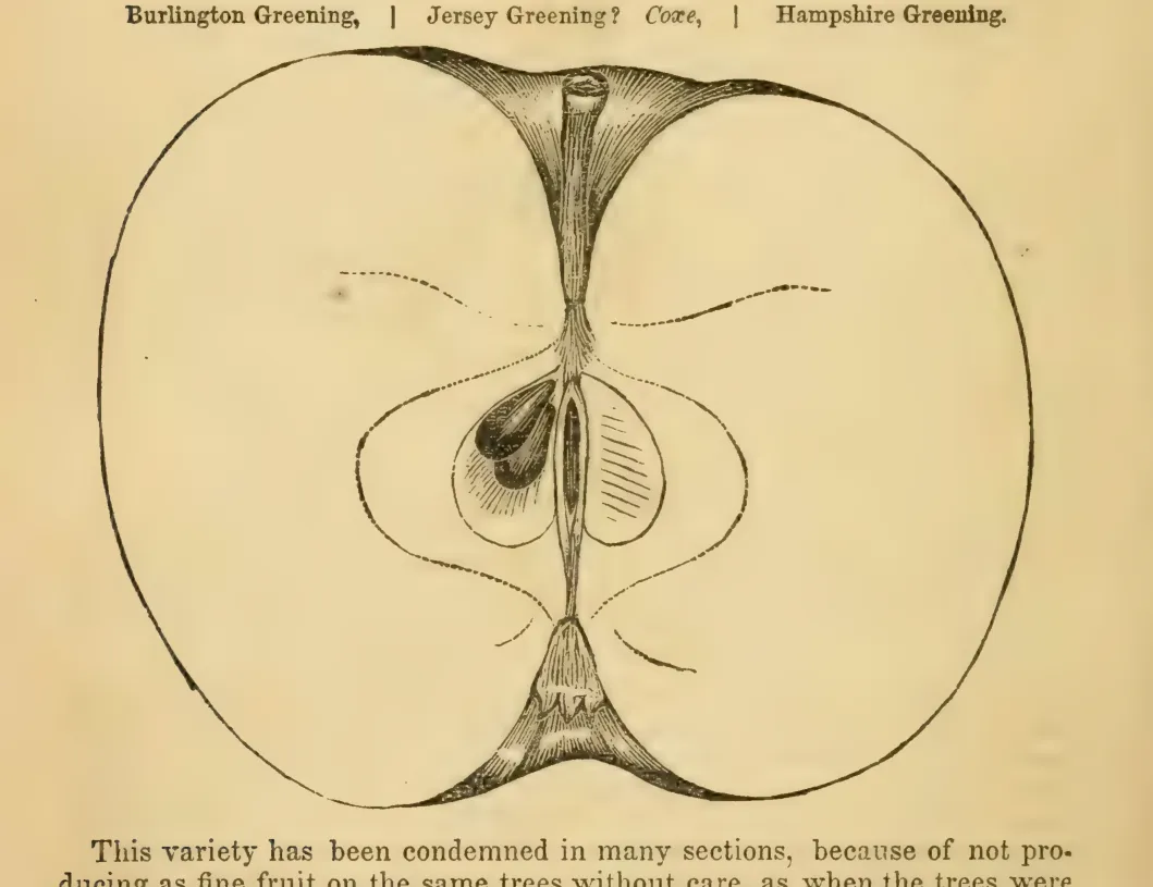 Illustration from Elliott, The Western Fruit Book (1865)