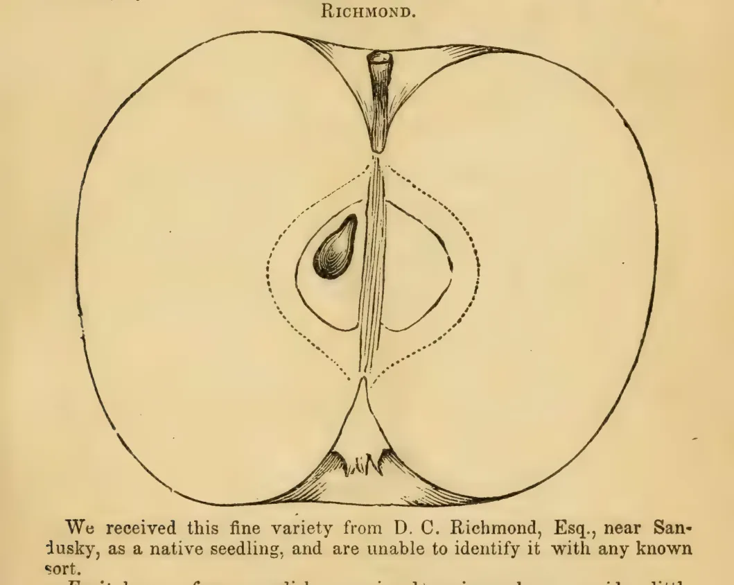 Illustration from Elliott, The Western Fruit Book (1865)