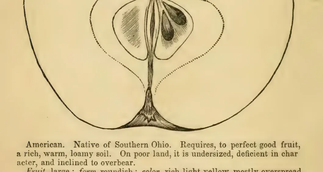 Illustration from Elliott, The Western Fruit Book (1865)