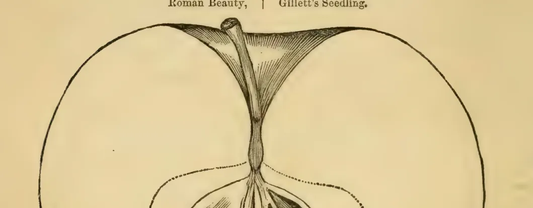 Illustration from Elliott, The Western Fruit Book (1865)