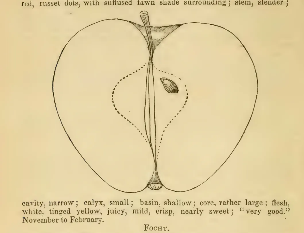 Illustration from Elliott, The Western Fruit Book (1865)