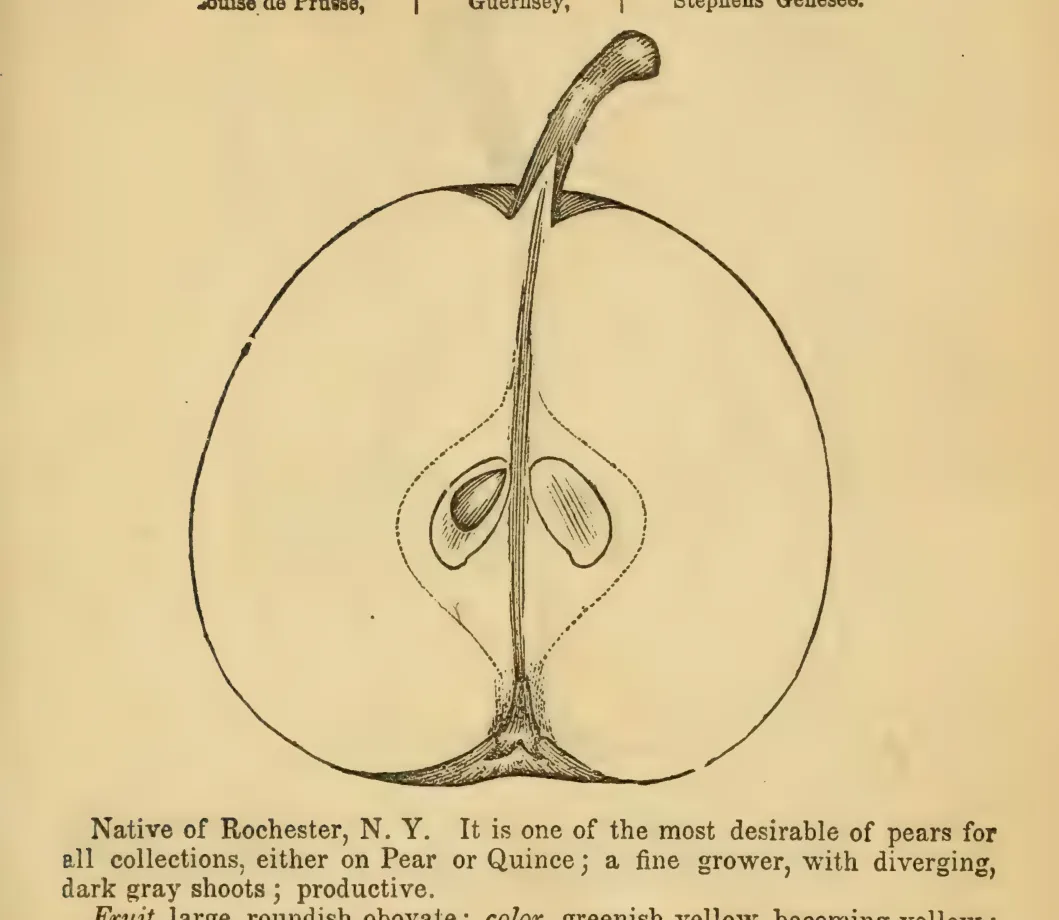 Illustration from Elliott, The Western Fruit Book (1865)