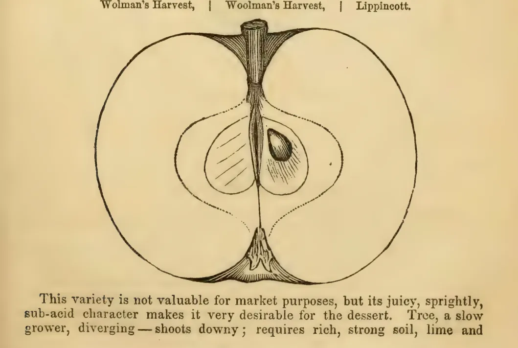 Illustration from Elliott, The Western Fruit Book (1865)