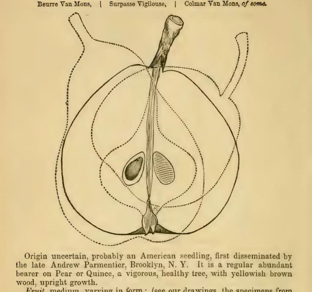 Illustration from Elliott, The Western Fruit Book (1865)