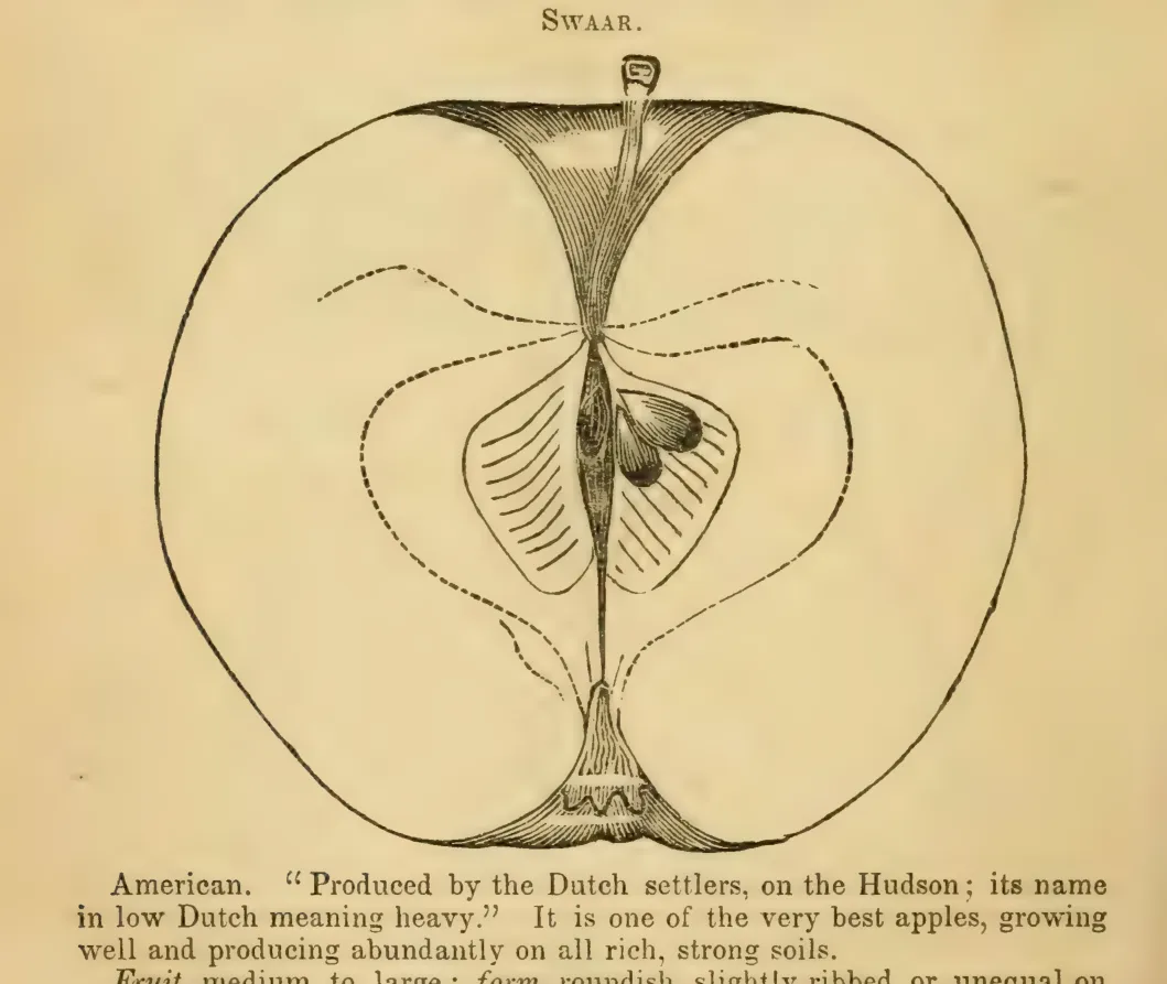 Illustration from Elliott, The Western Fruit Book (1865)