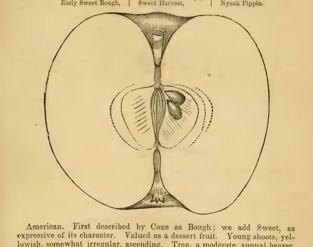 Illustration from Elliott, The Western Fruit Book (1865)
