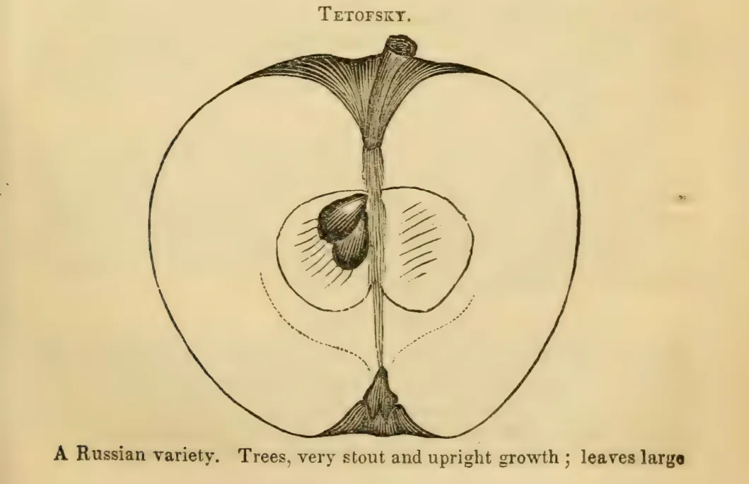 Illustration from Elliott, The Western Fruit Book (1865)