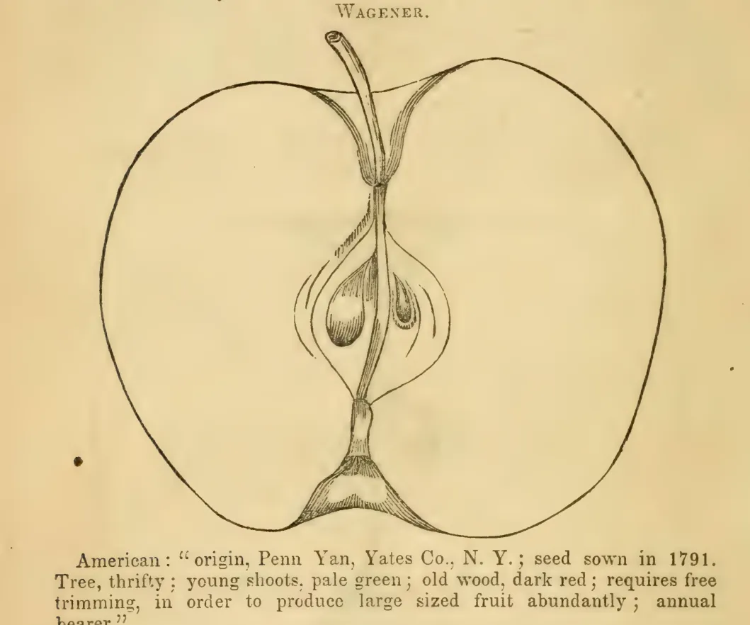 Illustration from Elliott, The Western Fruit Book (1865)