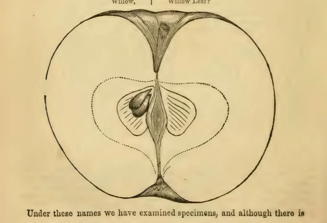 Illustration from Elliott, The Western Fruit Book (1865)