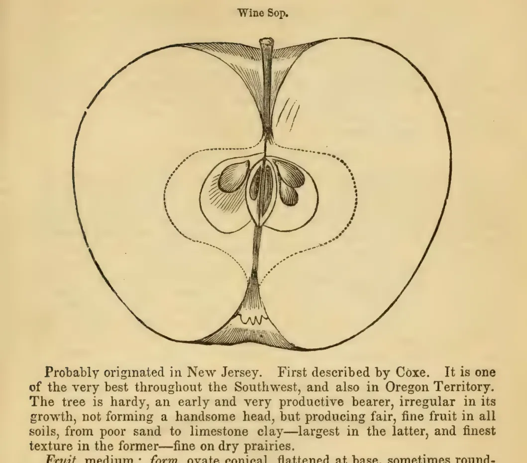 Illustration from Elliott, The Western Fruit Book (1865)