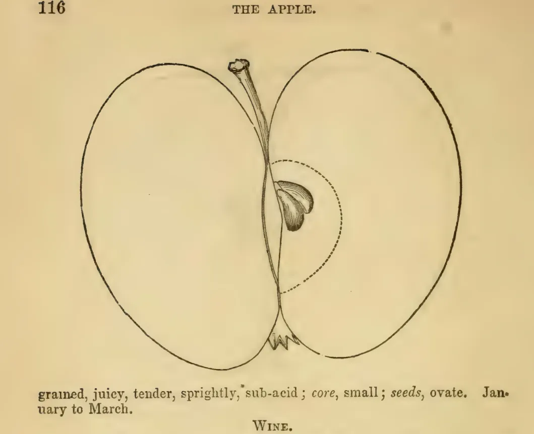 Illustration from Elliott, The Western Fruit Book (1865)