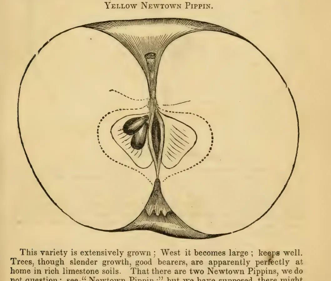 Illustration from Elliott, The Western Fruit Book (1865)