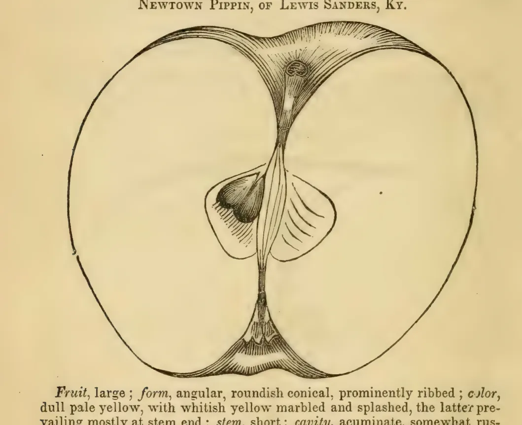 Illustration from Elliott, The Western Fruit Book (1865)