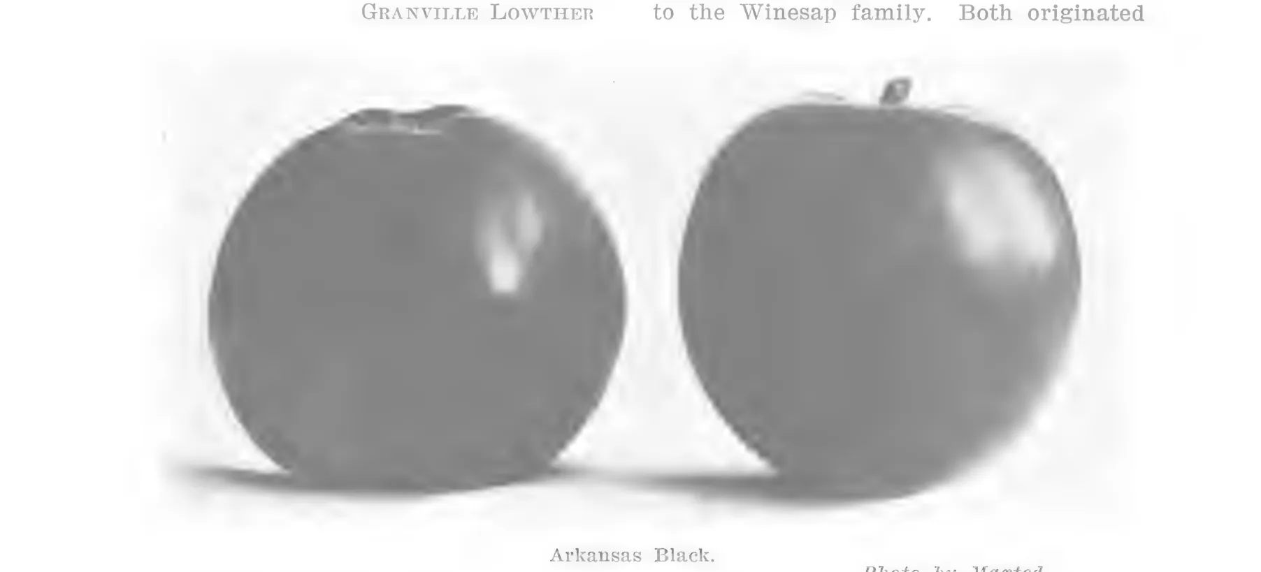 Illustration from Lowther (ed.), Encyclopedia of Practical Horticulture (1914)