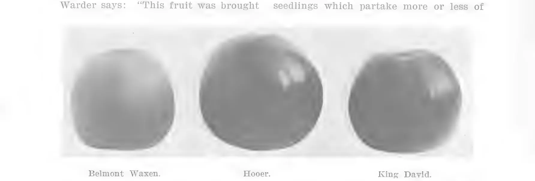 Illustration from Lowther (ed.), Encyclopedia of Practical Horticulture (1914)