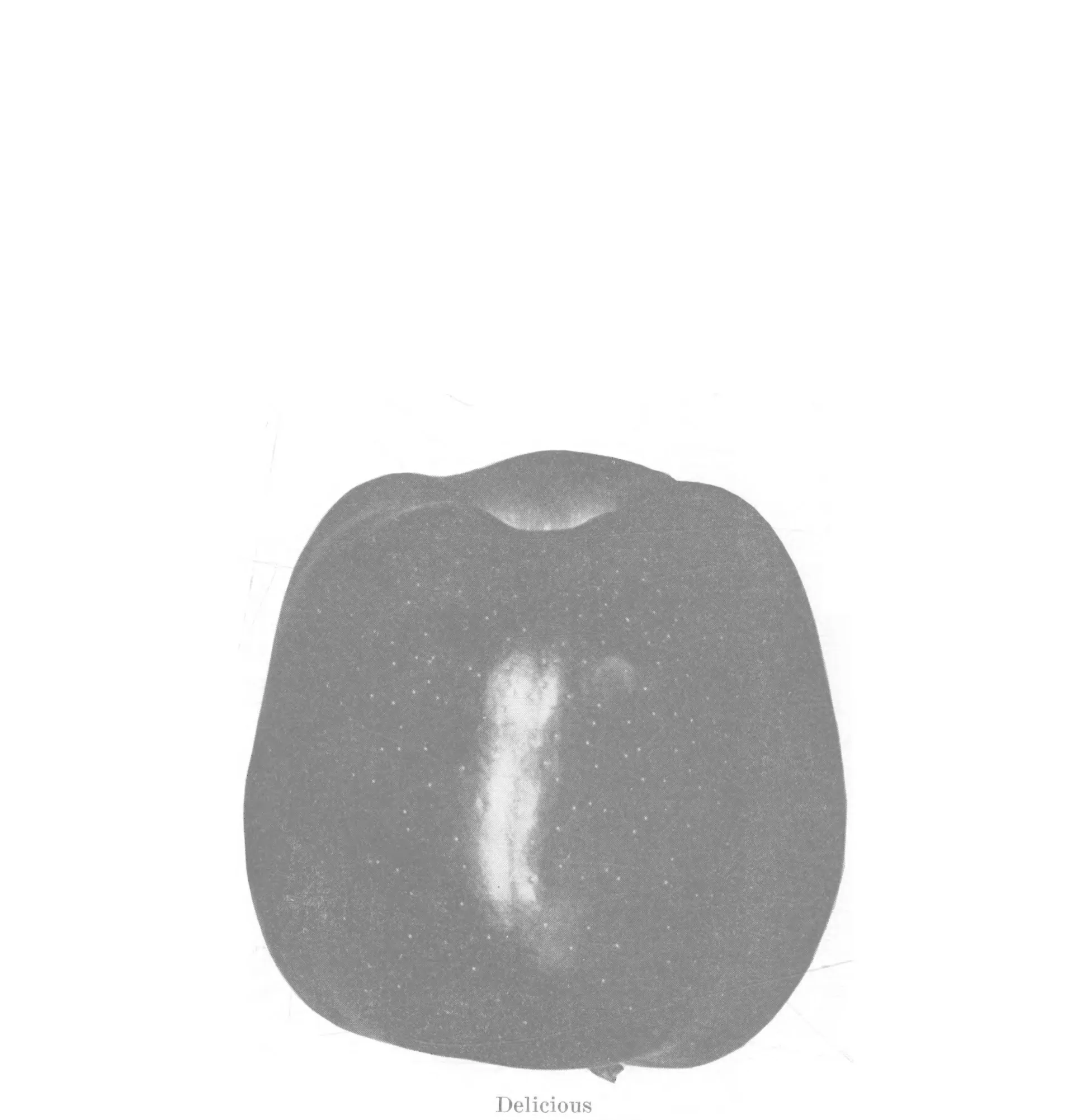 Illustration from Lowther (ed.), Encyclopedia of Practical Horticulture (1914)