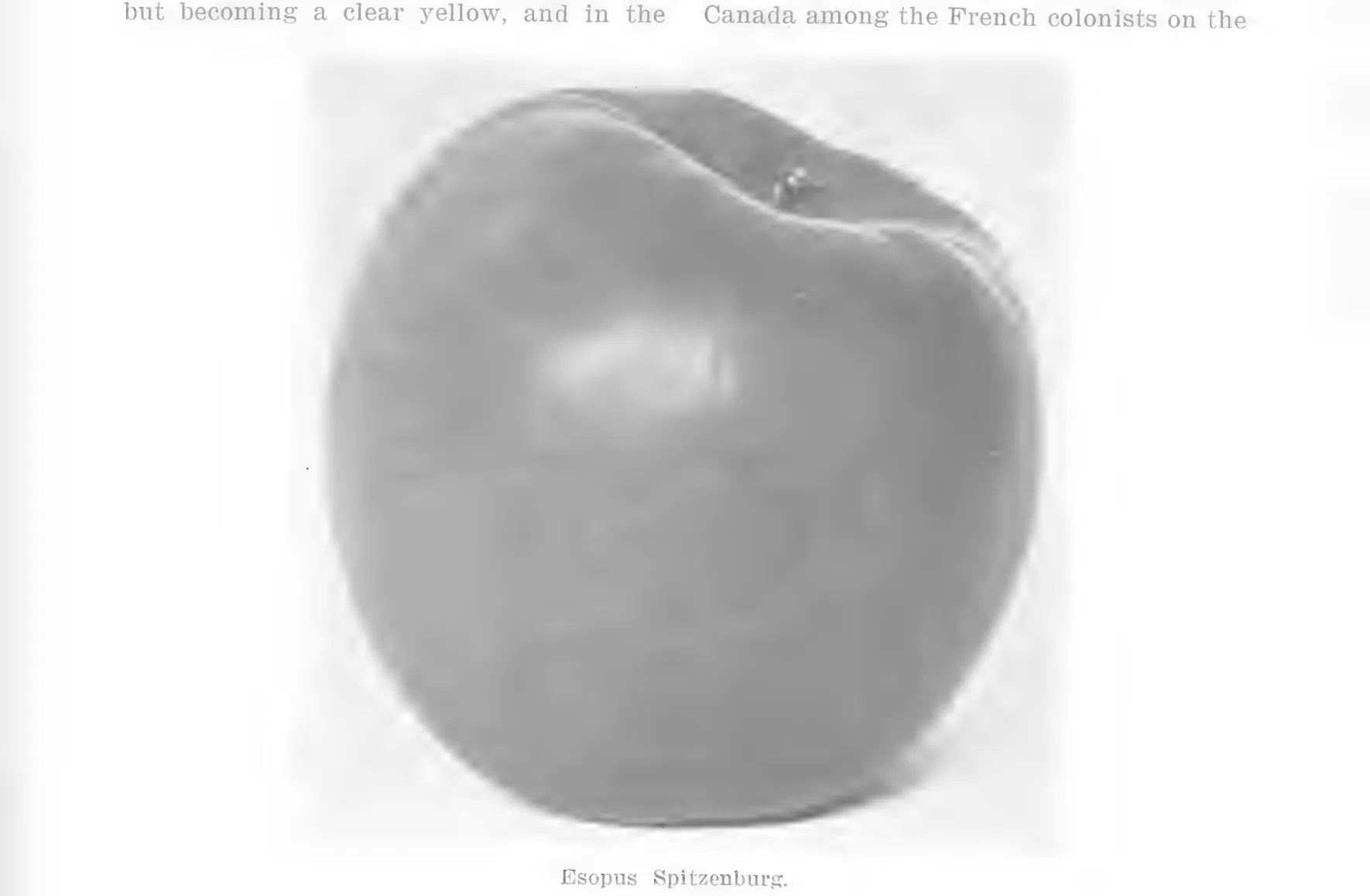 Illustration from Lowther (ed.), Encyclopedia of Practical Horticulture (1914)