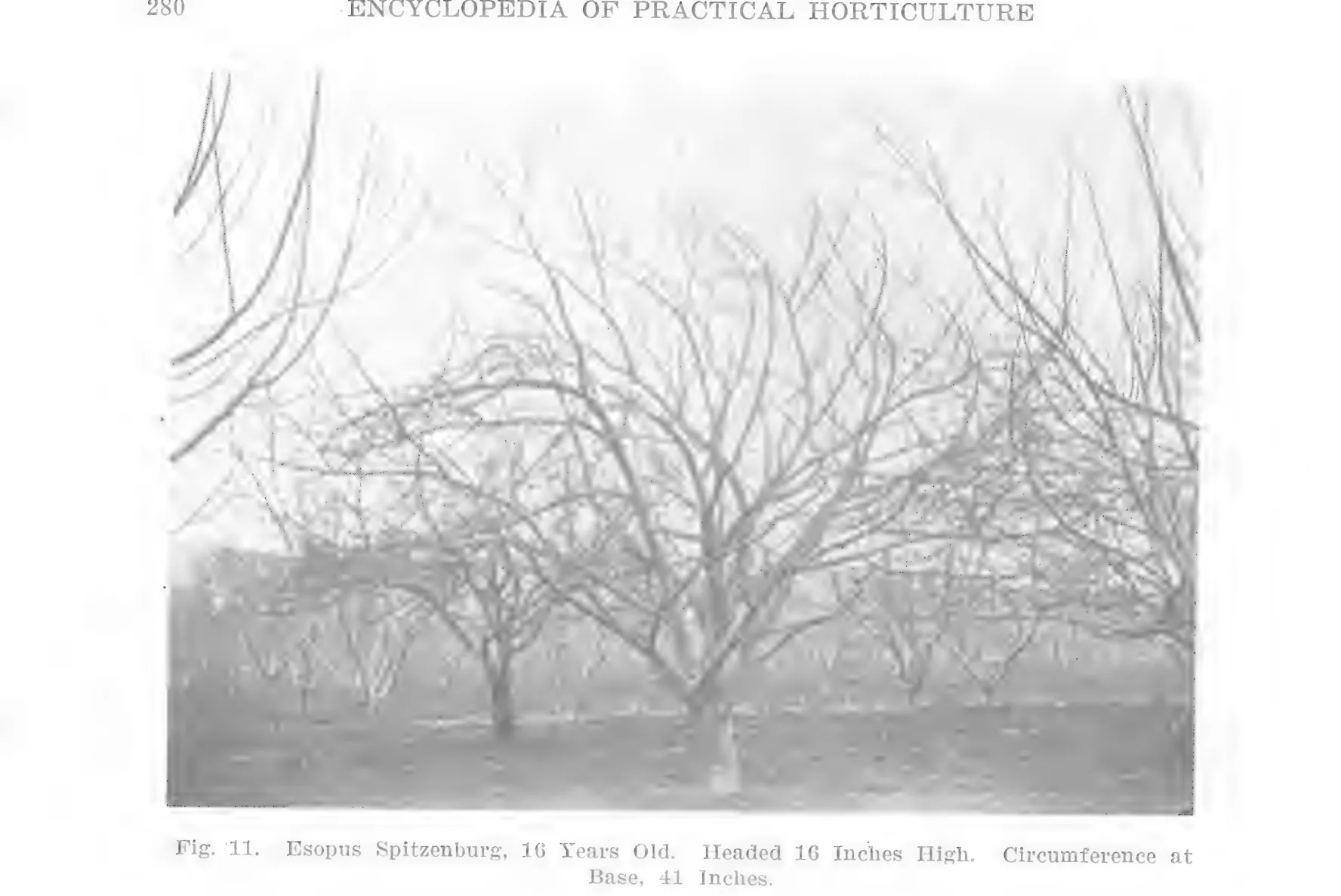 Illustration from Lowther (ed.), Encyclopedia of Practical Horticulture (1914)